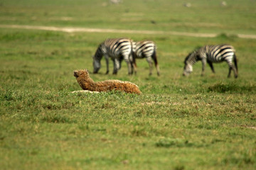 Obraz na płótnie Canvas Hyena and zebras, Ngorongoro Conservation Area, Tanzania