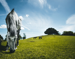 A grazing horse on a green meadow during spring