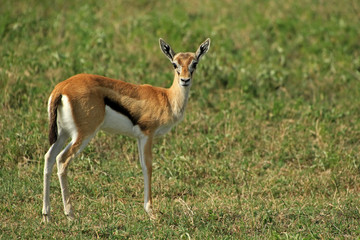 Naklejka na ściany i meble Thomson’s Gazelle, Ngorongoro Conservation Area, Tanzania 