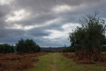 Stormy clouds over New Forest countryside