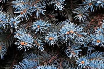 Naklejka na ściany i meble Spruce branches spruce blue. screen saver on the phone. a high resolution. bokeh layout bright picture