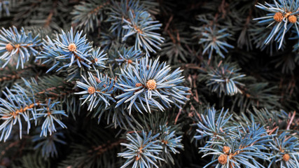 Naklejka na ściany i meble Spruce branches spruce blue. screen saver on the phone. a high resolution. bokeh layout bright picture