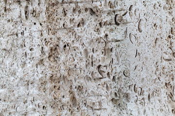 Coquina wall texture. a high resolution. wall in the holes.
