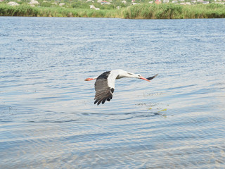 White stork is flying fast above the river and frightened frogs are leaping away from it
