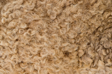 detail of dromedary curly wool