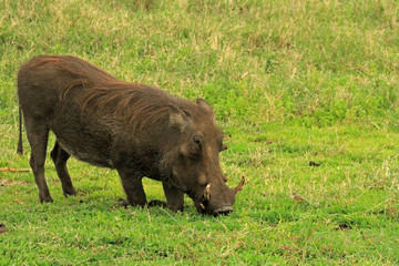 Warthog, Ngorongoro Conservation Area, Tanzania 