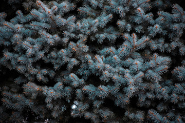 Spruce branches spruce blue. screen saver on the phone. a high resolution. bokeh layout bright picture