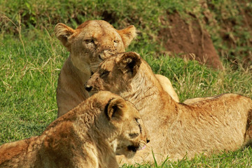 Lioness and her cubs, Ngorongoro Conservation Area, Tanzania