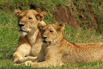 Plakat Lioness and her cubs, Ngorongoro Conservation Area, Tanzania