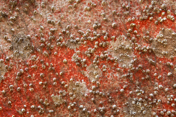 Rusty red metal surface with seashells from long underwater.