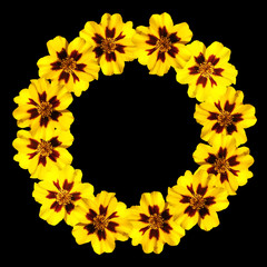 Obraz premium Circle of yellow marigolds. Isolated 