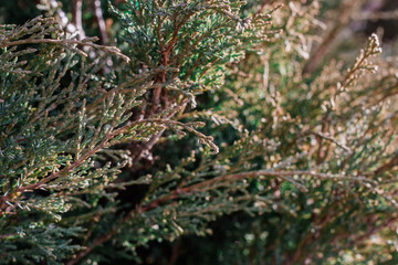 spruce twig background. branches in the light, the background of the Christmas tree. a high resolution