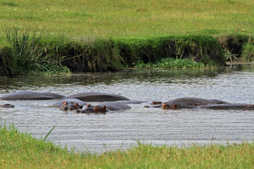 Fototapeta premium Hippopotamus, Ngorongoro Conservation Area, Tanzania 