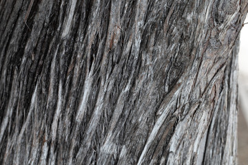 Aged wooden texture macro photo. Gray timber with weathered cracks. Natural background. Vintage or boho backdrop. Sea wood closeup. Grungy lumber flat lay. Distressed wood uneven surface