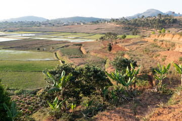 Fototapeta na wymiar Landwirtschaft bei Ambalakely