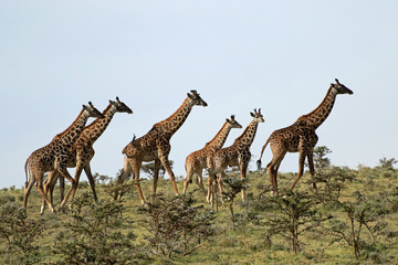 Naklejka na ściany i meble Masai Giraffe, Serengeti National Park, Tanzania