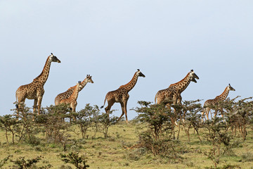 Masai Giraffe, Serengeti National Park, Tanzania