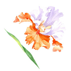 Orange white iris floral botanical flower. Watercolor background illustration set. Isolated iris illustration element.