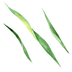 Iris green leaf floral botanical flower. Watercolor background illustration set. Isolated leaf illustration element.