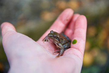 frog in a hand very close