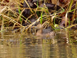 The little grebe (Tachybaptus ruficollis) floating on river