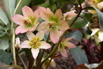 Petals of flowers of a helleborus black are painted in pink and green tone.