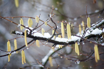 Obraz premium Gemeine Hasel