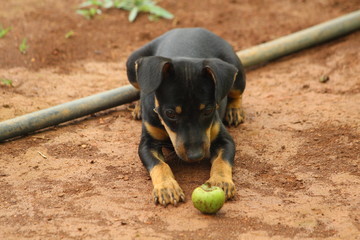 dog