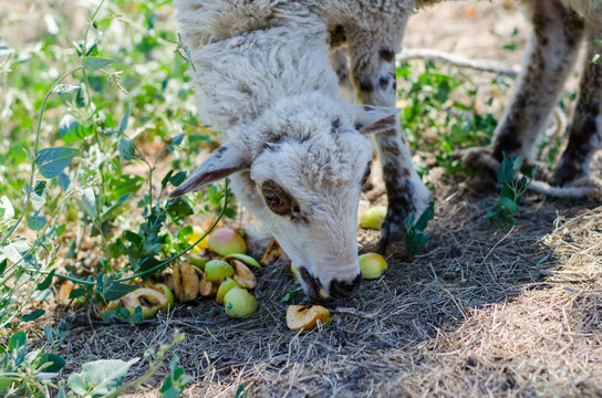 little goat eats aples