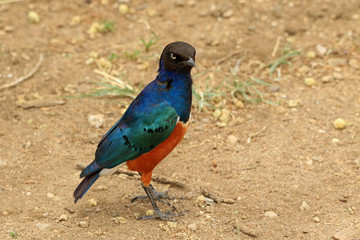 Superb starling, Serengeti National Park, Tanzania