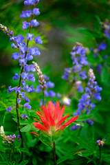 Wildflowers in Mountains Wilderness