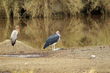 Marabou stork, Serengeti National Park, Tanzania