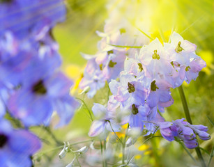 rittersporn garten sonne