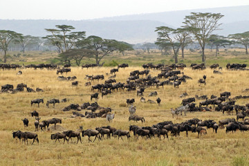 Plakat The Great migration, Serengeti National Park, Tanzania