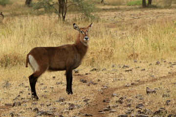 Waterbuck female, Serengeti National Park, Tanzania