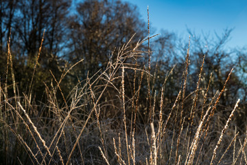 Fototapeta premium Hoar frost covering the grasses around Glenfinnan Viaduct. Argyll, Scotland.