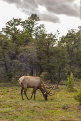 Naklejka premium Venado