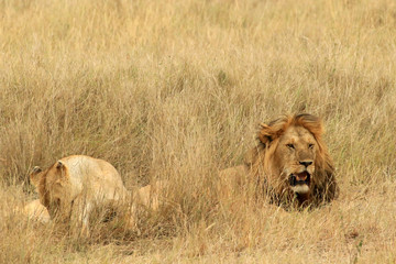 Lion couple, Serengeti National Park, Tanzania