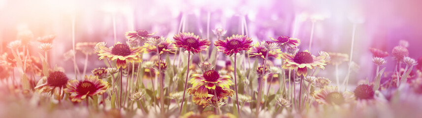 Obraz premium Kwitnienie, kwitnienie żółte kwiaty w ogrodzie kwiatowym, kwiaty mae z fioletowo - różowym filtrem