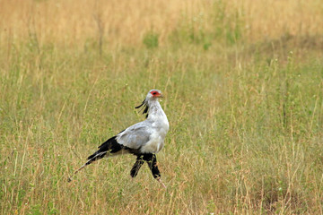 Secretarybird, Serengeti National Park, Tanzania