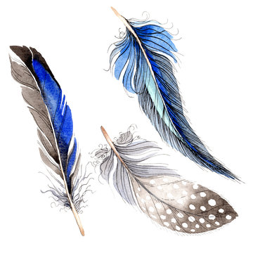 Set Of Watercolor Blue Feathers On White Background Birds Feather  Variegated Feather Stock Illustration - Download Image Now - iStock