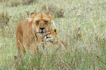 Lioness and her cubs, Serengeti National Park, Tanzania