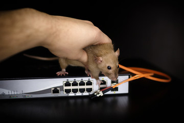 damaged wires from internet connection. The rat gnawed through the optical cable and twisted pair on the router on a black background. No Internet. Disconnection from the Internet