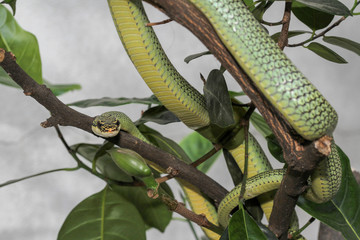 Green snake or Chrysopelea ornata on tree at home