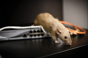 damaged wires from internet connection. The rat gnawed through the optical cable and twisted pair...