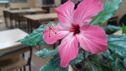 Chinese rose in the office