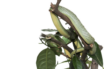 Close up green snake or Chrysopelea ornata on tree