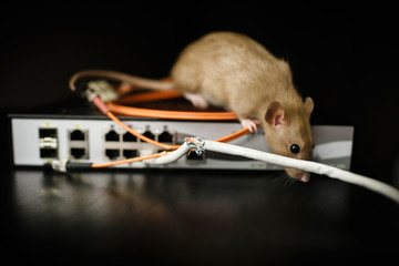 damaged wires from internet connection. The rat gnawed through the optical cable and twisted pair on the router on a black background. No Internet. Disconnection from the Internet