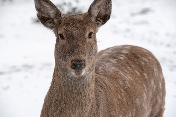 Fototapeta premium deer