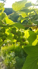 Currant ripens